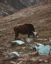 Horse grazing on field