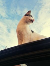 Low angle view of cat looking through window