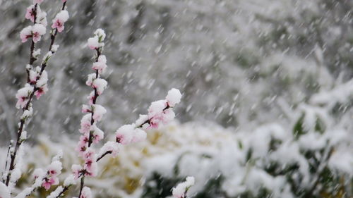 Close-up of cherry blossom during winter