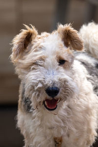 Fox terrier portrait against a natural background