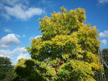 Low angle view of tree against sky