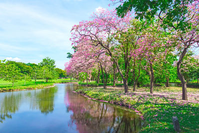 View of cherry trees by lake against sky