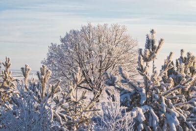 Snow covered plants and trees against sky