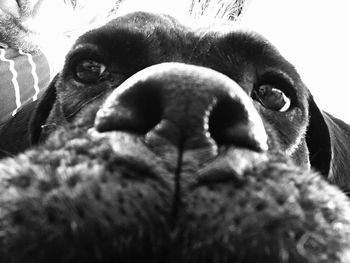 Close-up portrait of a dog