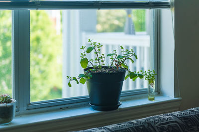 Potted plant on window sill