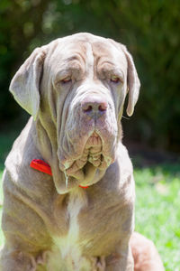 Close-up of dog sleeping while sitting outdoors