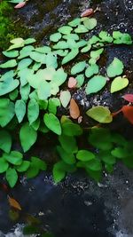 High angle view of leaves floating on water