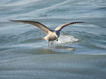 Seagull flying over sea