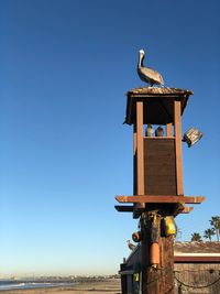 Low angle view of bird perching on pole against clear blue sky