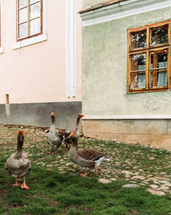 Pigeons on street