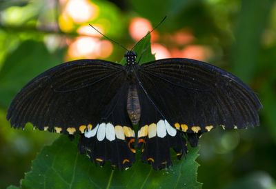 Close-up of butterfly on flower
