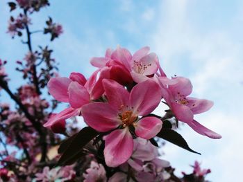 Low angle view of pink flowers against sky