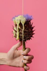 Close-up of hand holding plant against pink background