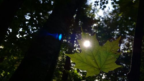 Sun shining through trees