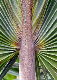 Close-up of palm leaf