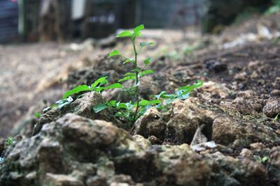 Close-up of lizard on plant