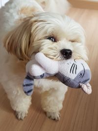 Close-up of white puppy at home