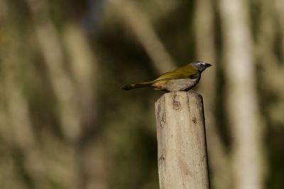 Close-up of bird perching outdoors