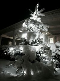 Illuminated christmas tree at night