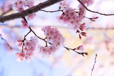 Close-up of cherry blossoms in spring