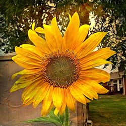 Close-up of yellow flower