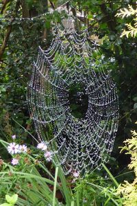 Close-up of spider web