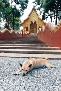 Dog lying down on a building