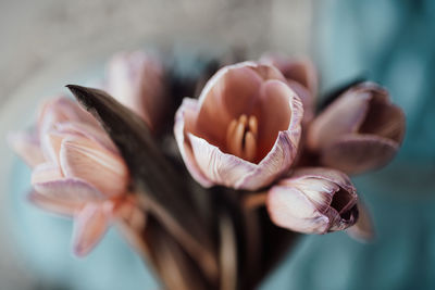 Close-up of flower growing on plant