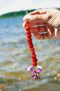 Hand holding wild strawberries