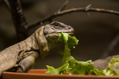 Close-up of a lizard