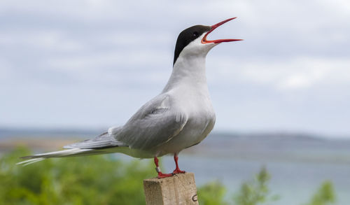 Close-up of bird perching against sky