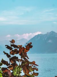 Close-up of plants by sea against sky