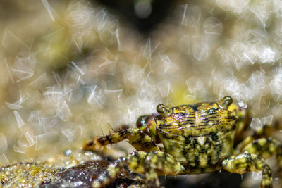 Close-up of insect on leaf