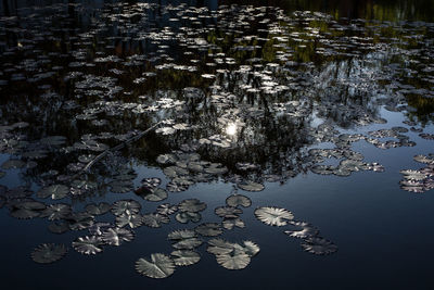 Close-up of flowers floating on water