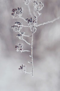 Close-up of frozen plant