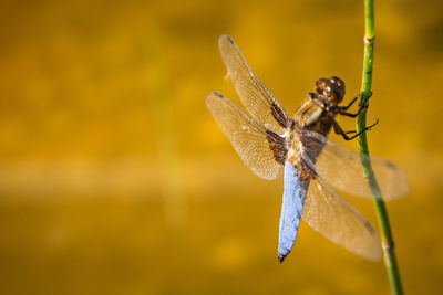 Close-up of insect on yellow flower