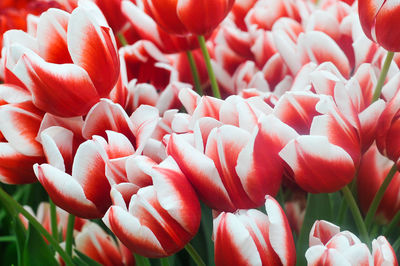 Close-up of red flowers blooming outdoors