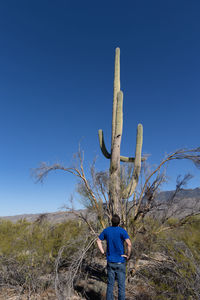 Adult male in saguaro national park giving scale to the cacti