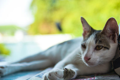 Close-up of cat outdoors