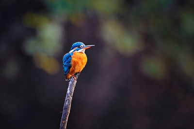 View of common kingfisher in a national park