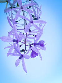 Close-up of purple blue flower against clear sky