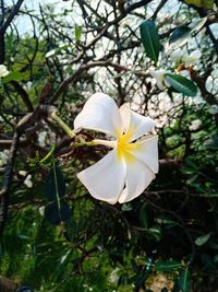 Close-up of white flowering tree