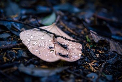 Close-up of water drops on dry leaves