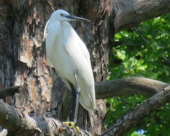 Bird perching on a tree