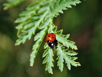 Close-up of ladybug on leaf