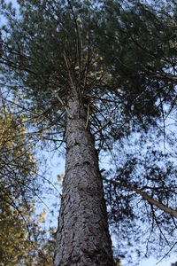 Low angle view of trees against sky