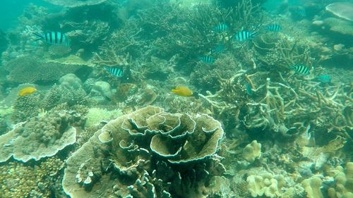 School of fish swimming in sea