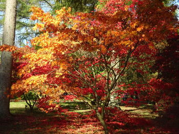 View of trees during autumn