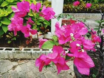 Close-up of pink bougainvillea blooming outdoors