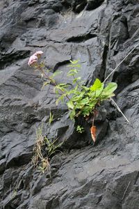 Close-up of moss growing on rock